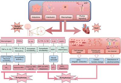 Stellate ganglion, inflammation, and arrhythmias: a new perspective on neuroimmune regulation